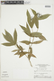 Psychotria amplectens image