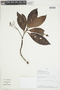 Psychotria anceps image