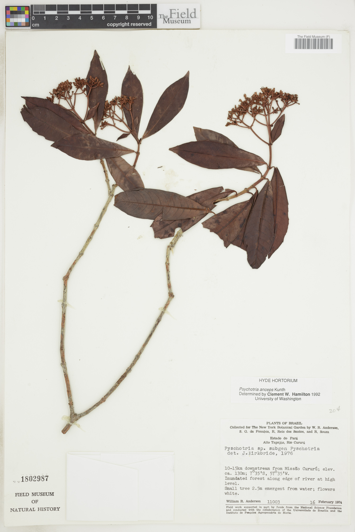 Psychotria anceps image
