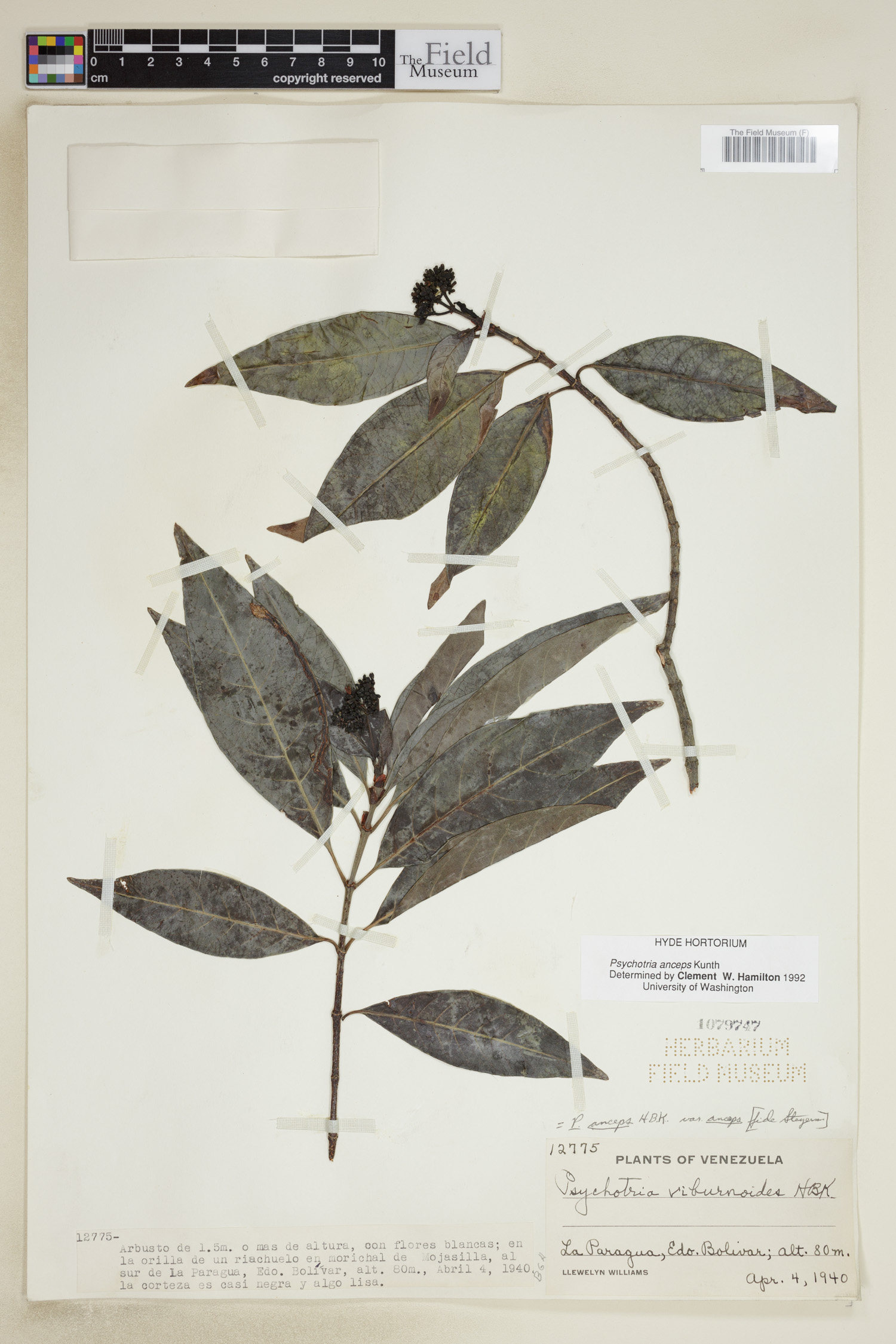 Psychotria anceps image