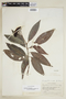 Psychotria anceps image