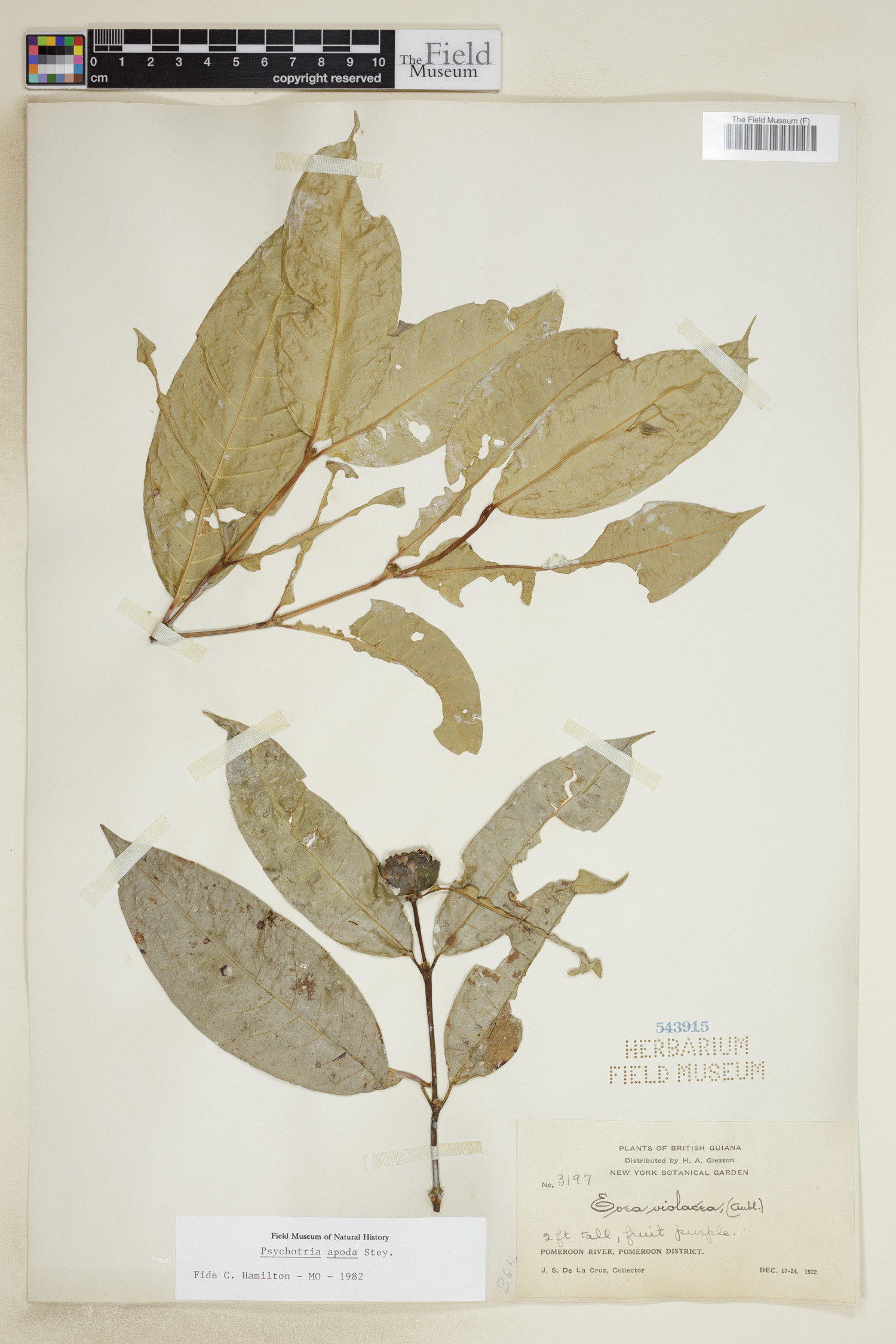 Palicourea apoda image