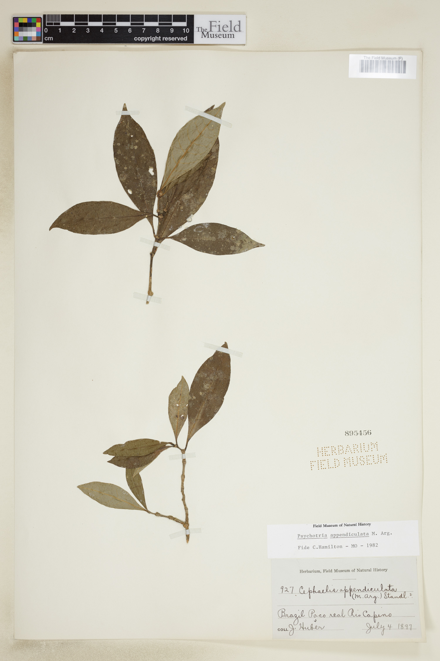 Psychotria appendiculata image