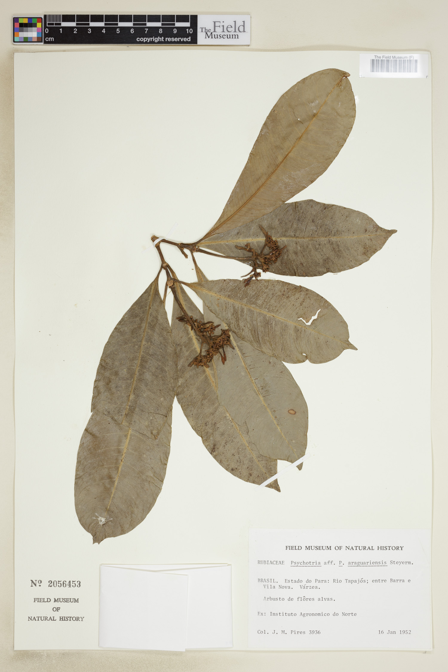 Carapichea araguariensis image