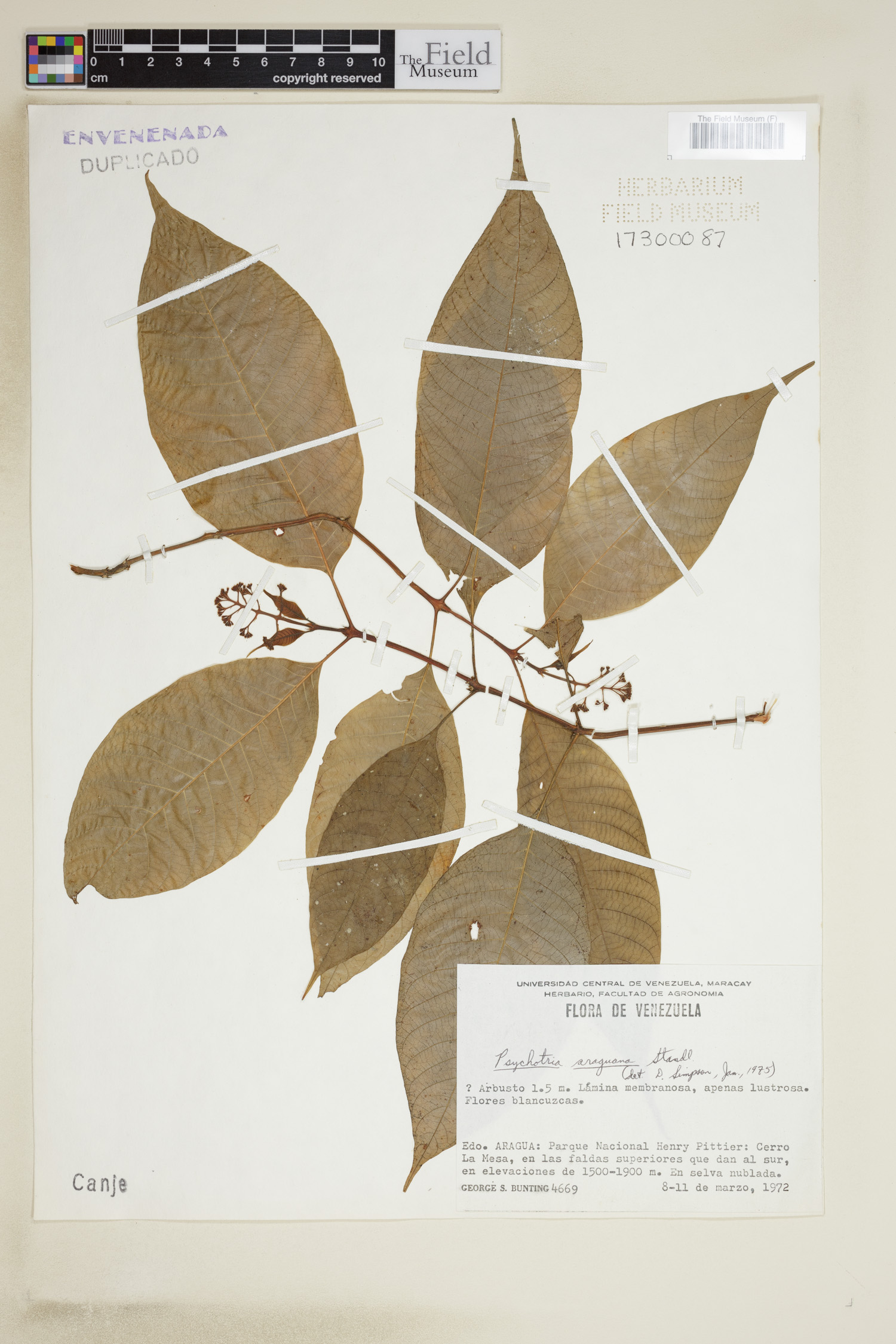 Psychotria araguana image