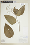 Psychotria araguana image