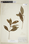 Psychotria appendiculata image