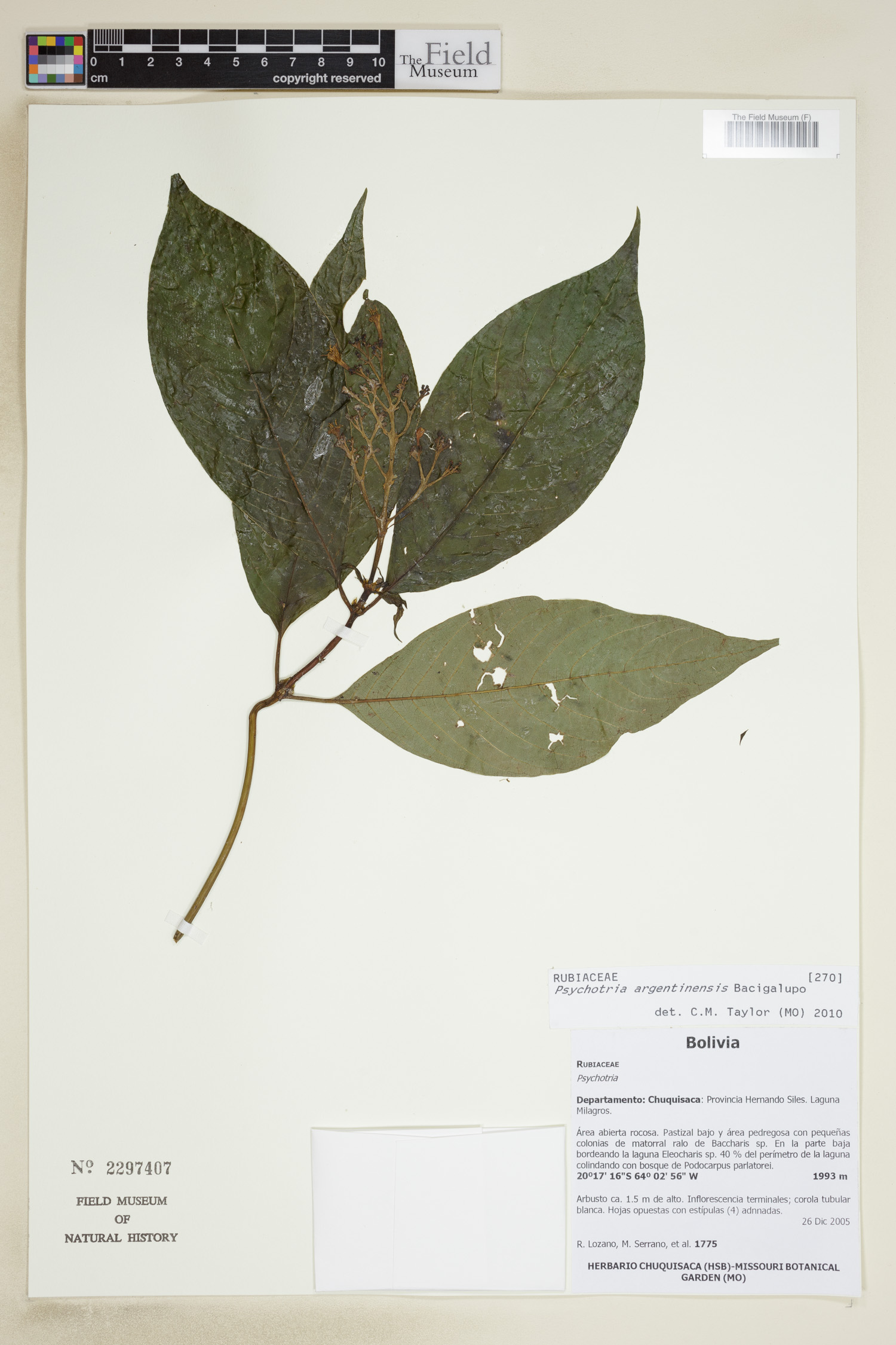 Psychotria argentinensis image