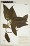 Psychotria aschersoniana image
