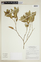 Psychotria arirambana image