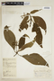 Psychotria aschersoniana image