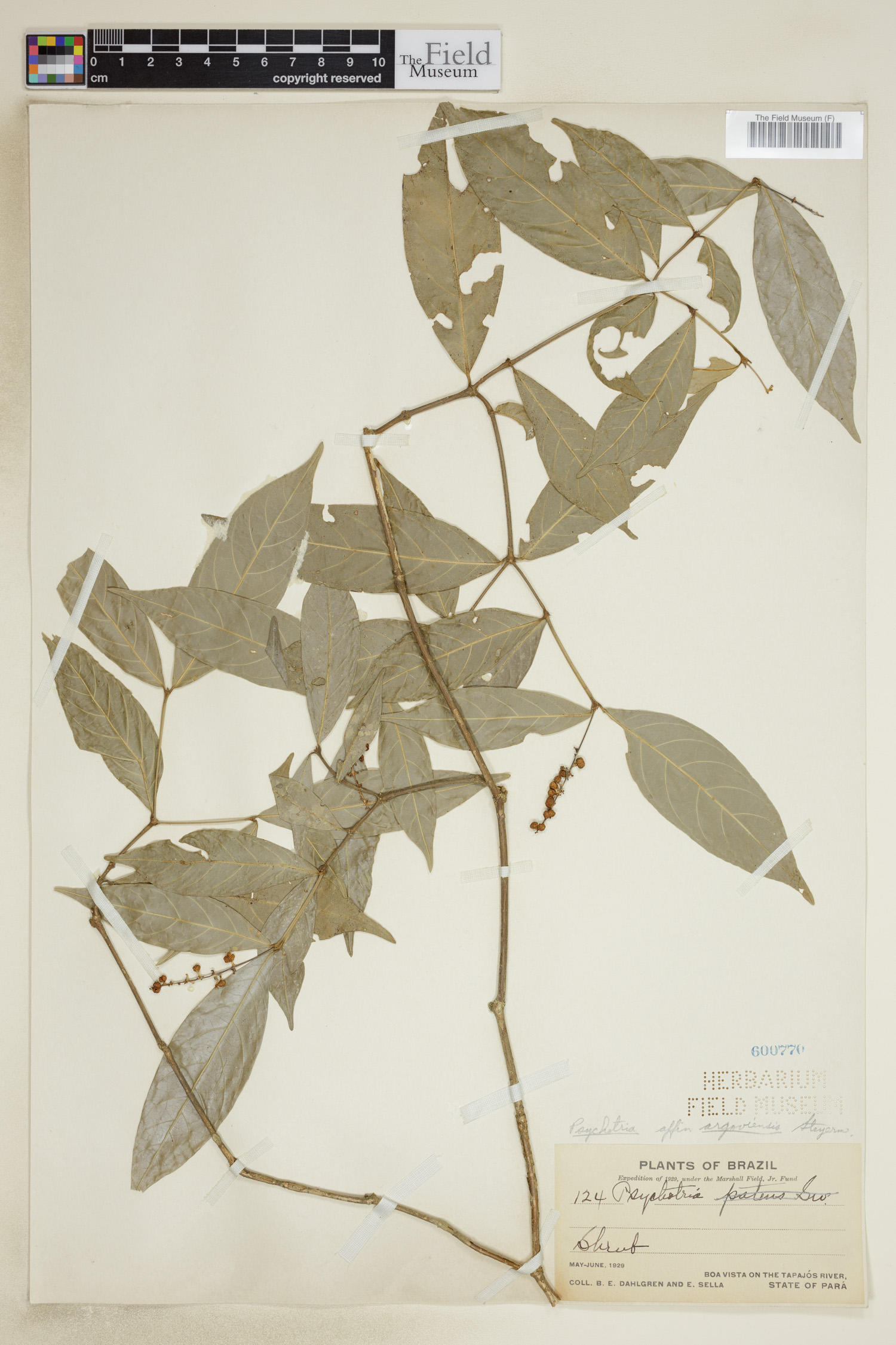 Psychotria goyazensis image
