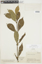 Psychotria aubletiana image
