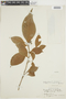 Psychotria bahiensis image