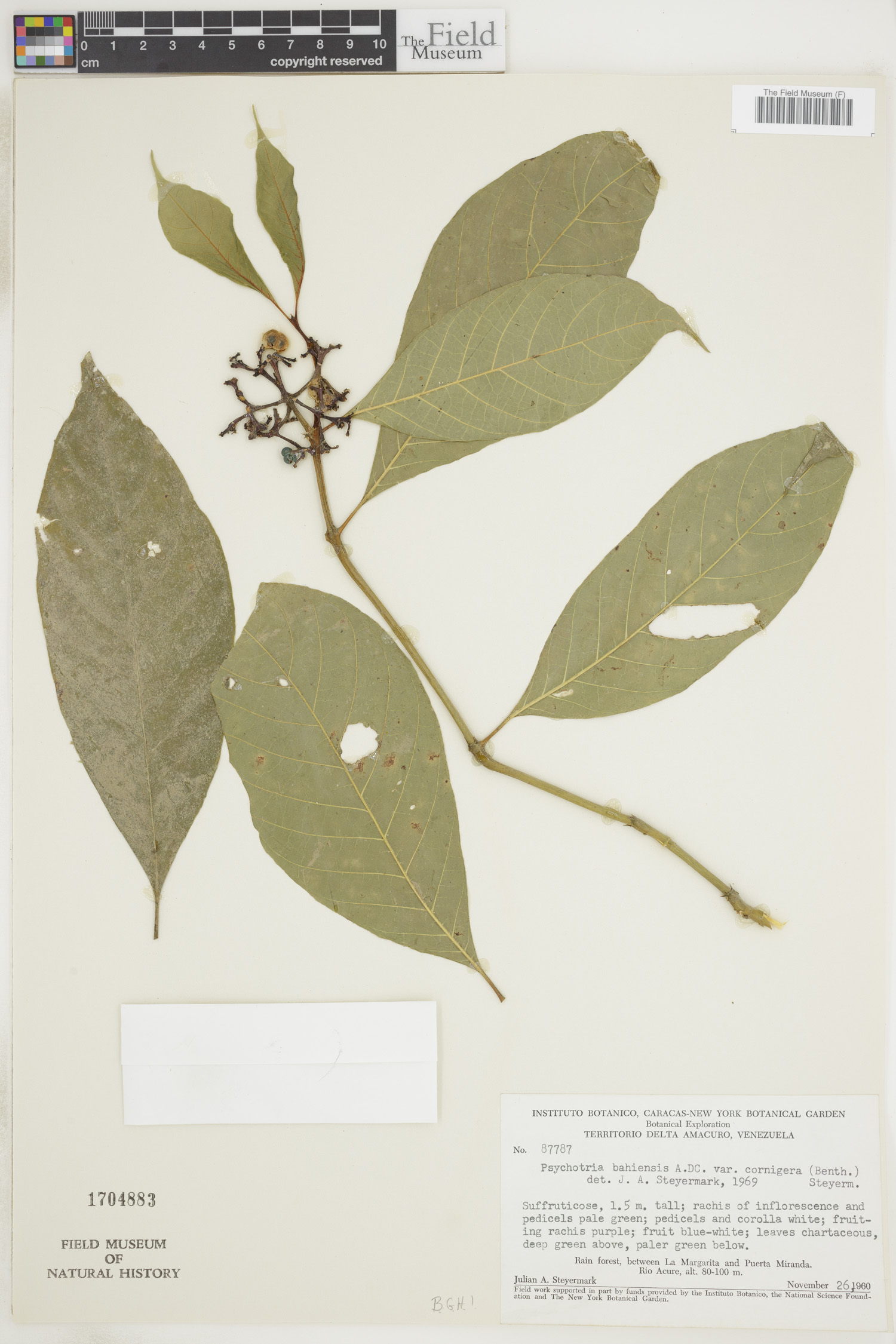 Psychotria bahiensis var. cornigera image