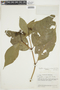 Psychotria bahiensis var. cornigera image