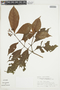 Psychotria bahiensis var. bahiensis image