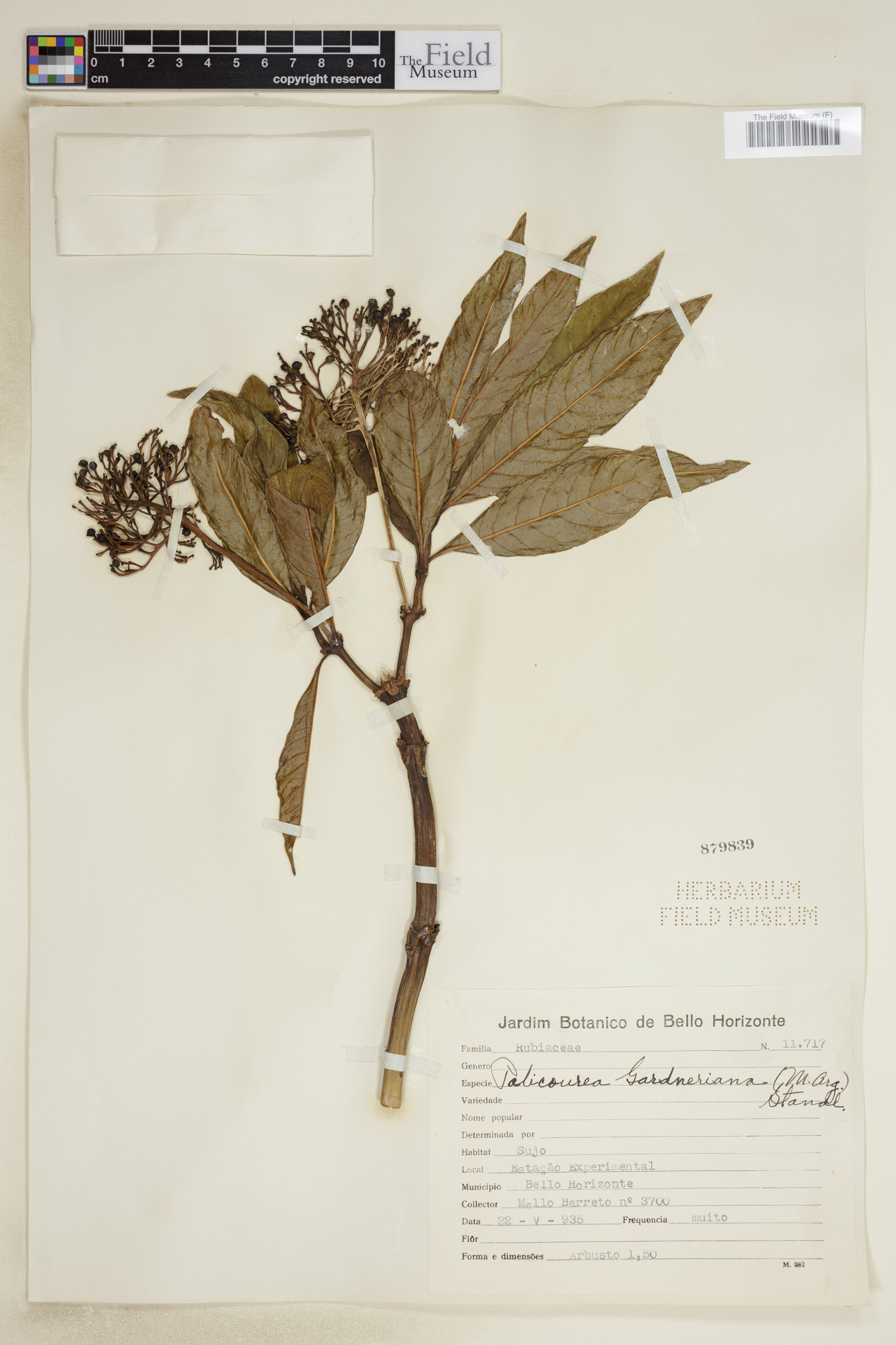 Palicourea tetraphylla image