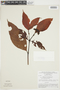 Psychotria bahiensis image