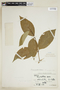 Psychotria bahiensis var. cornigera image