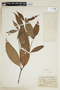 Psychotria barbiflora image