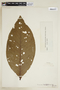 Palicourea grandifolia image