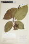 Palicourea grandifolia image