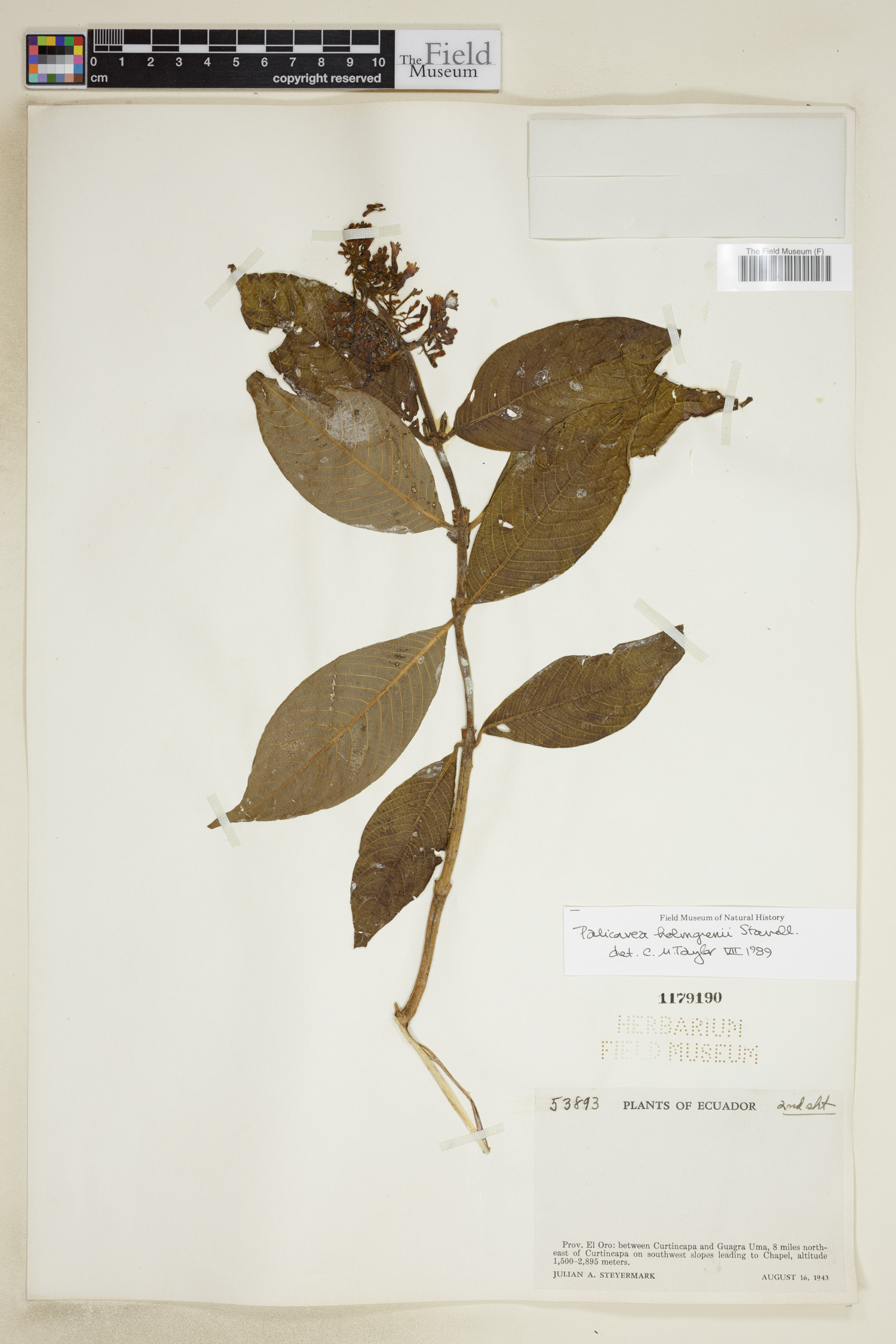 Palicourea holmgrenii image