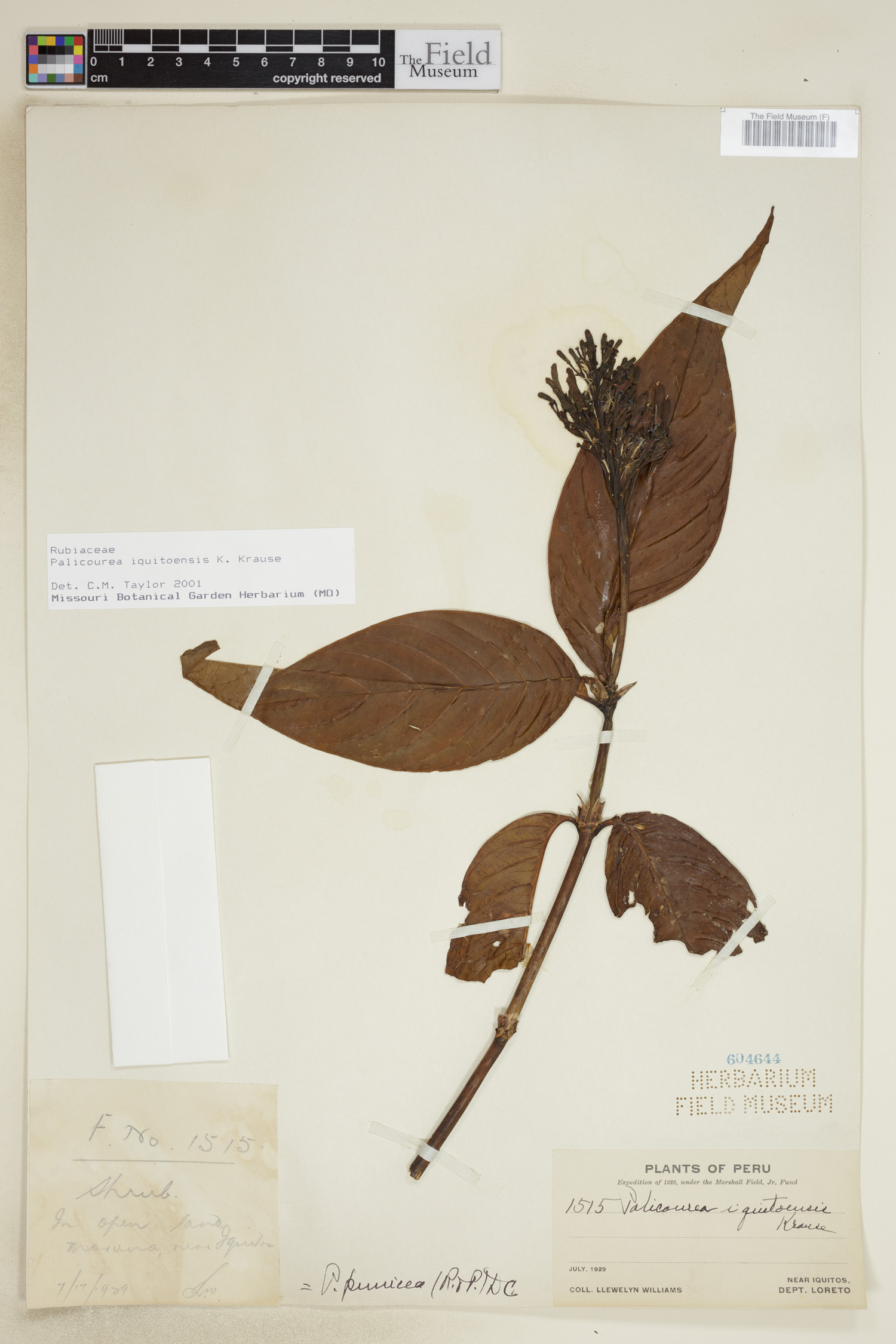 Palicourea iquitoensis image