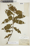 Palicourea lasiophylla image