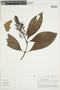 Palicourea latifolia image
