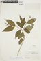 Palicourea longiflora image