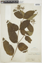 Palicourea longiflora image