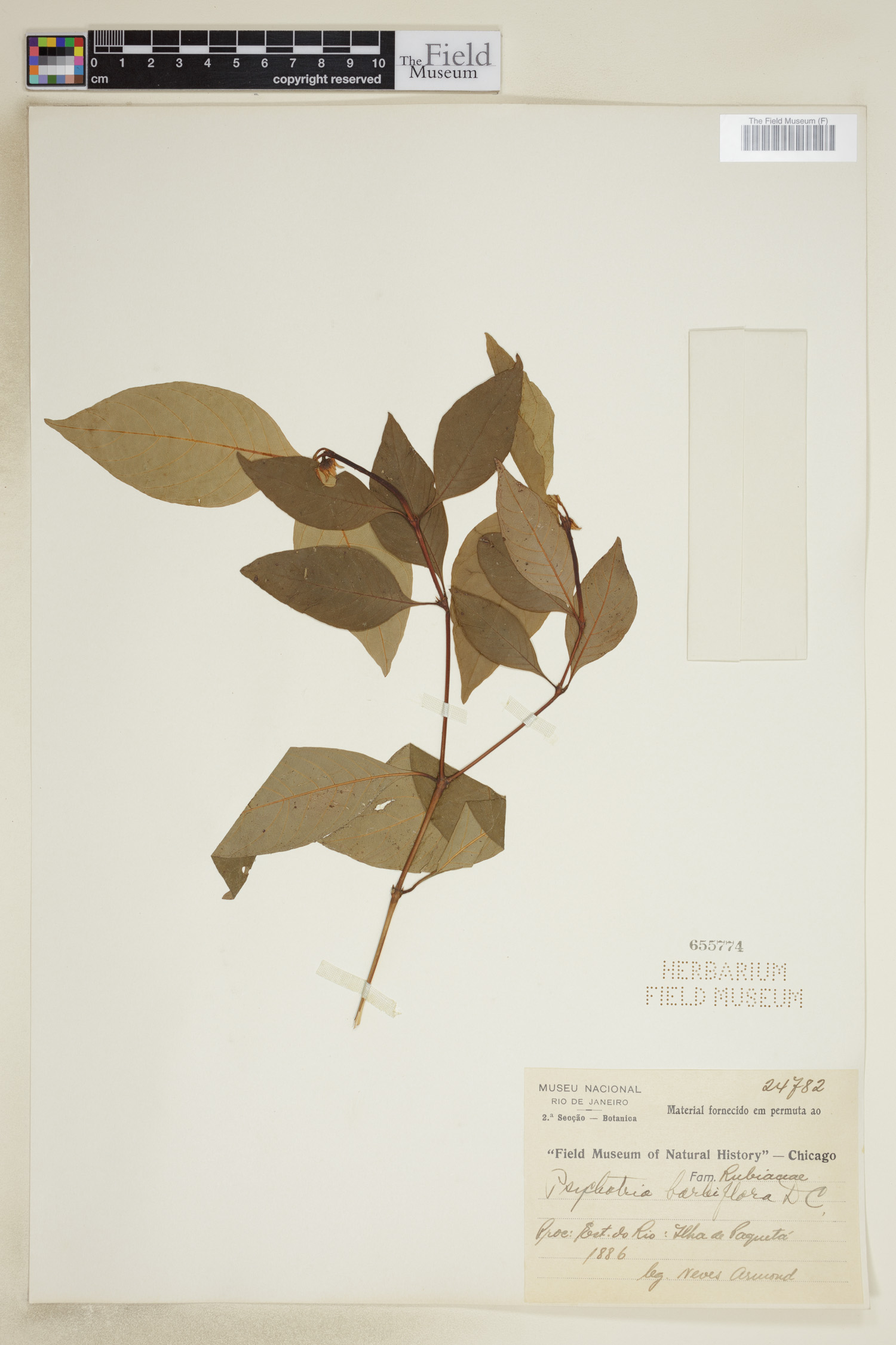 Psychotria barbiflora image