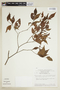 Psychotria barbiflora image