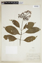 Psychotria berteroana image