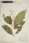 Psychotria bertieroides image