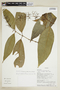 Psychotria bertieroides image