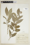 Psychotria beyrichiana image
