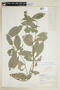 Psychotria beyrichiana image