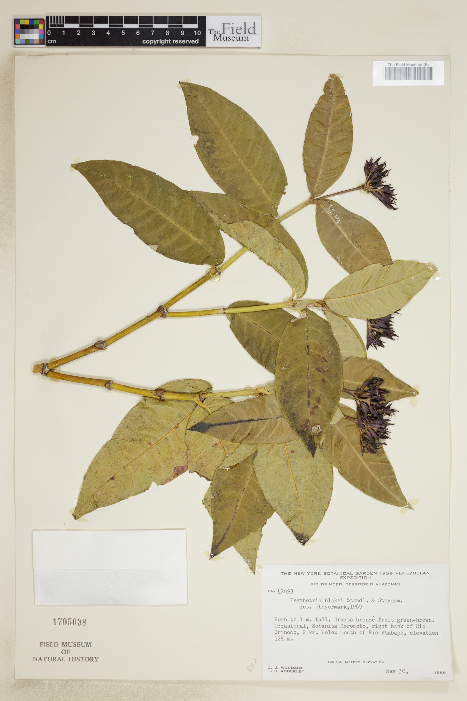 Psychotria blakei image