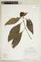Psychotria ruelliifolia image