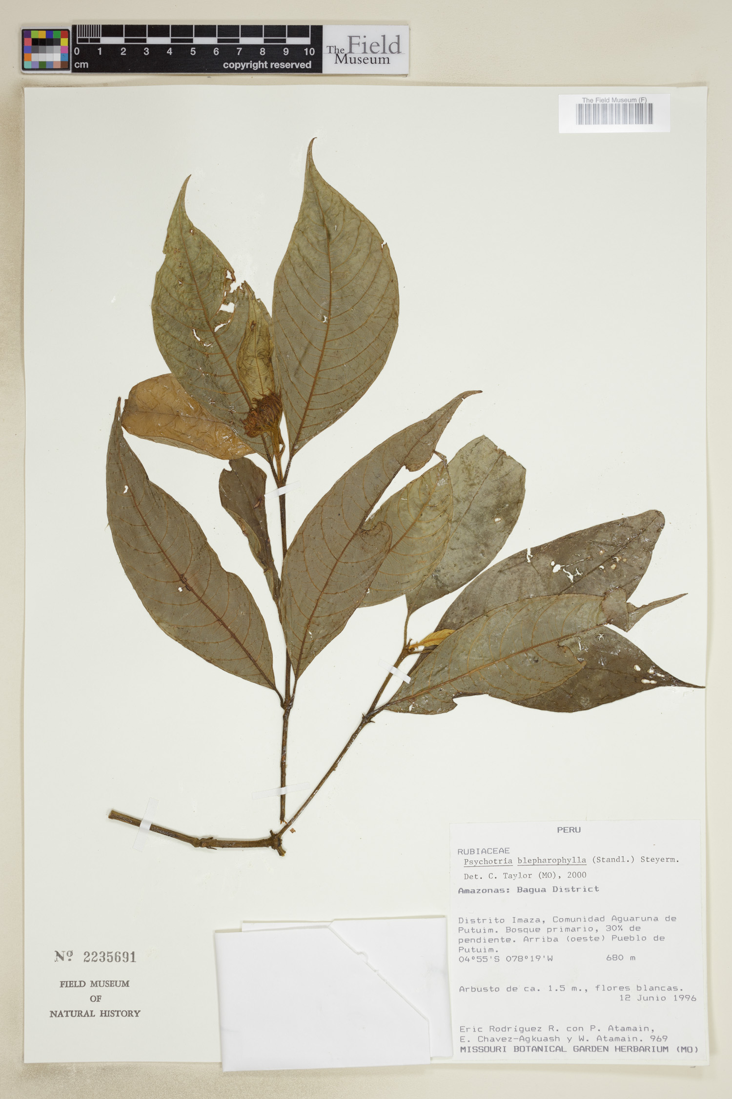Psychotria blepharophylla image
