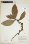 Psychotria blepharophora image