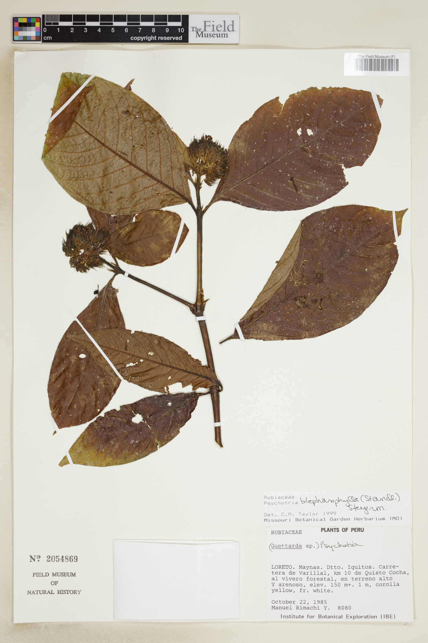 Psychotria blepharophylla image