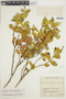 Psychotria boqueronensis image