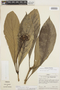 Carapichea affinis image