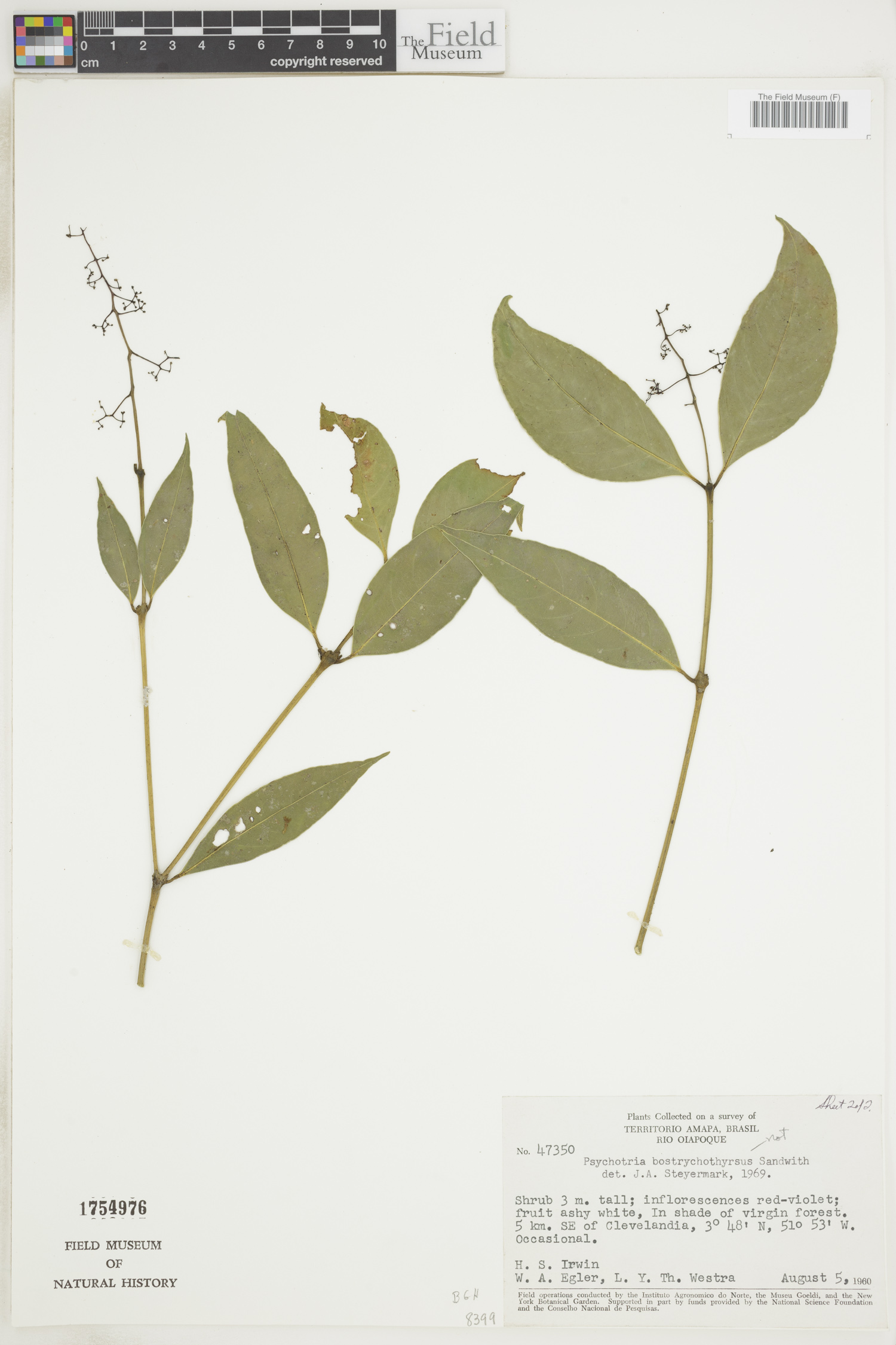 Psychotria decora image
