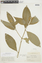 Psychotria bracteocardia image