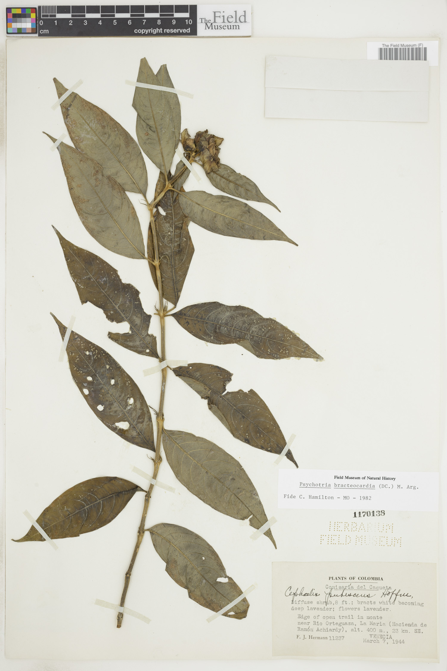 Psychotria bracteocardia image
